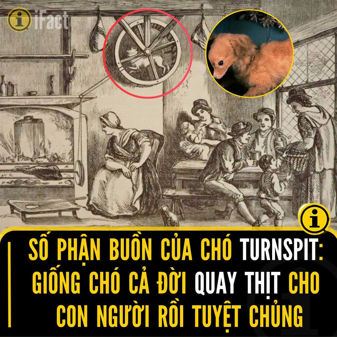 Turnspit Dog: Giống chó quay thịt từng phổ biến ở Anh từ thế kỷ 16-19 1 720603176 2255457378326329 6467287815668360970 n