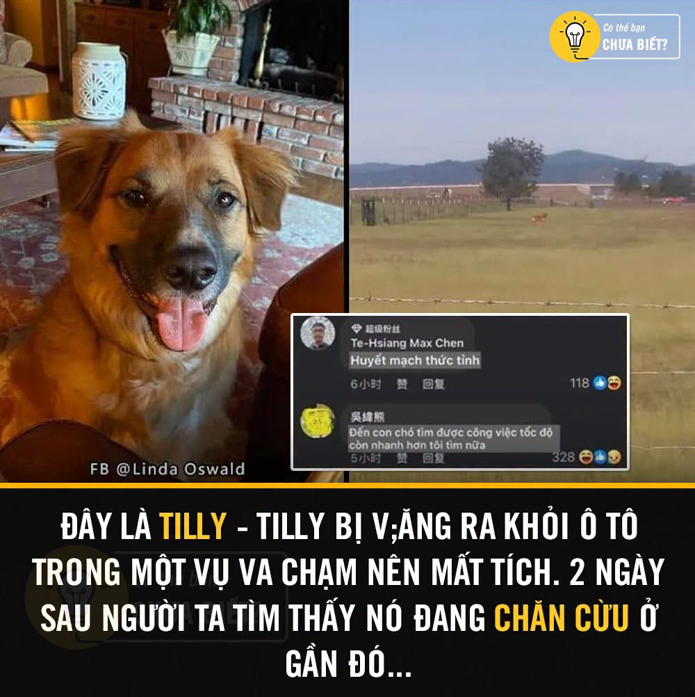 Chú chó Tilly mất tích sau tai nạn, được tìm thấy sau 2 ngày 1 728533468 2183196315862552 7791330579573933096 n